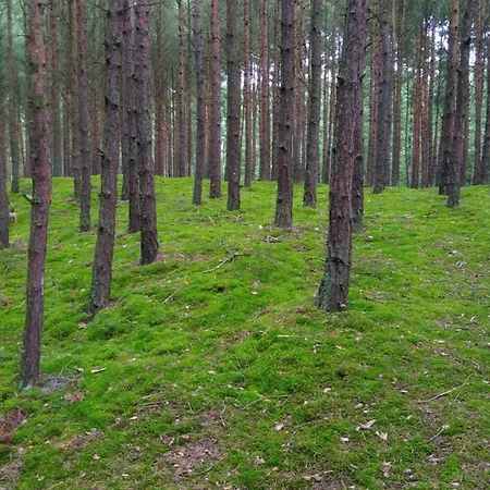 Wesola * Гданьск